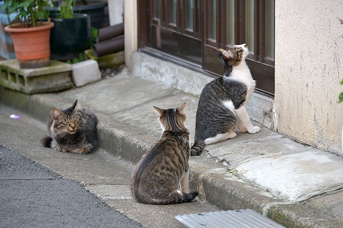 街のねこたち