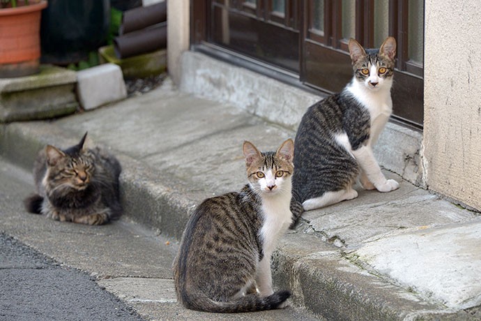 街のねこたち
