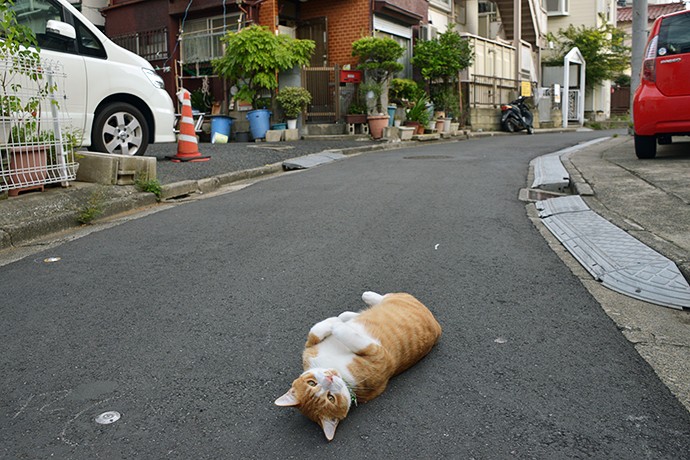 街のねこたち