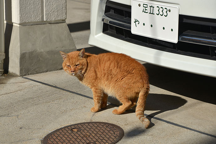 街のねこたち