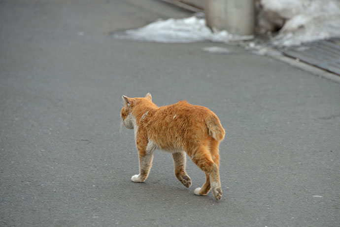 街のねこたち