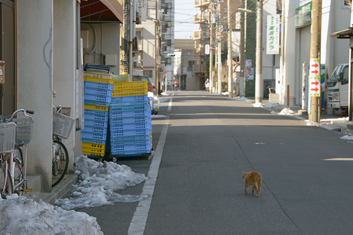 街のねこたち