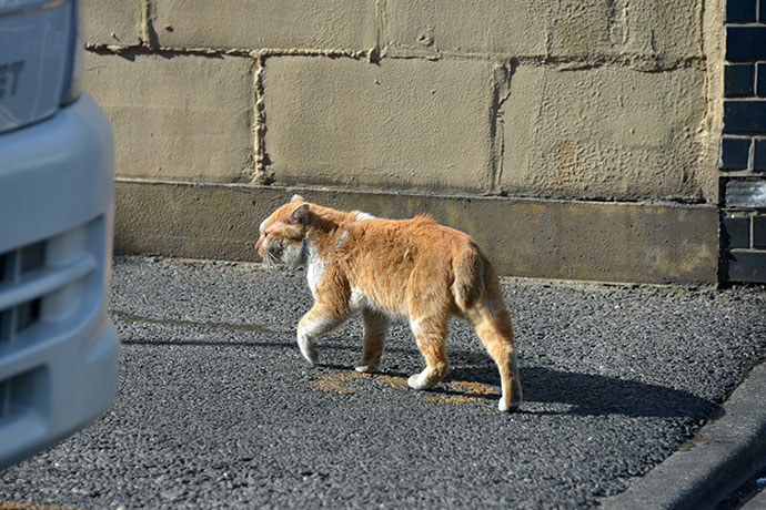 街のねこたち