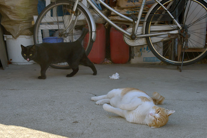 街のねこたち