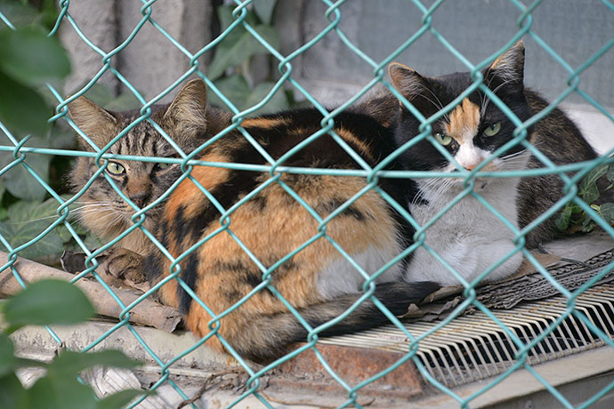 街のねこたち