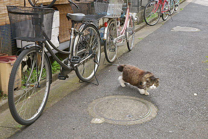街のねこたち