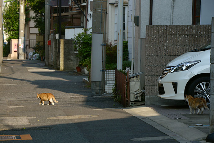 街のねこたち