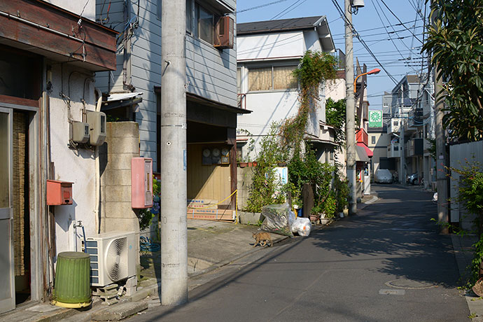 街のねこたち