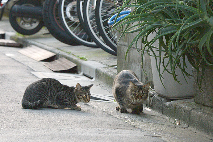 街のねこたち