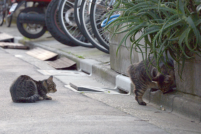 街のねこたち