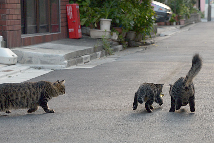 街のねこたち