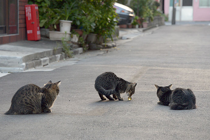 街のねこたち