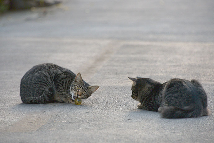 街のねこたち