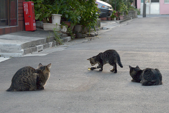 街のねこたち