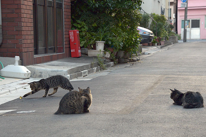 街のねこたち