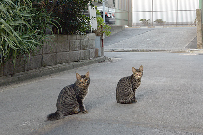 街のねこたち