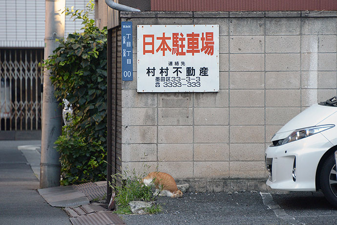 街のねこたち