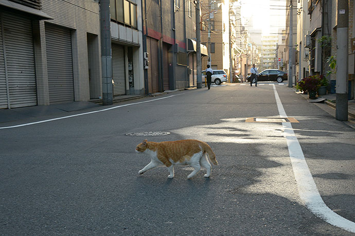 街のねこたち