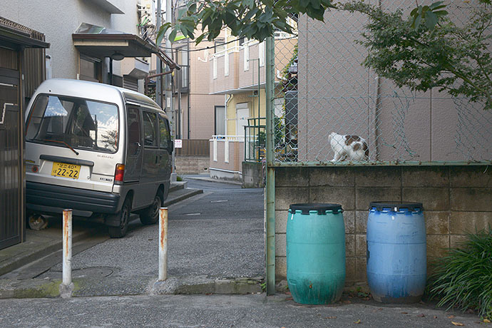 街のねこたち