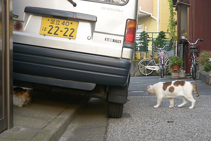 街のねこたち