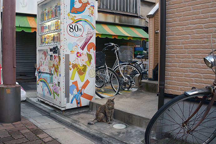 街のねこたち