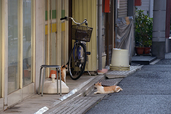 街のねこたち