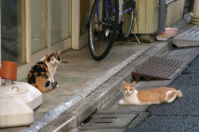 街のねこたち