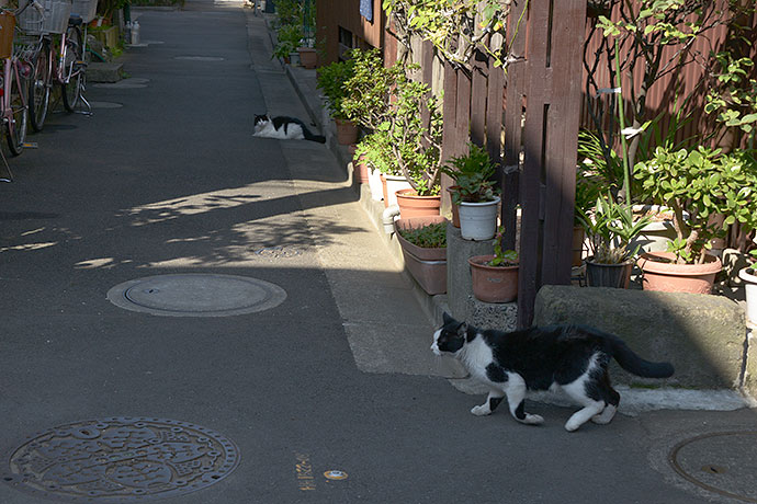 街のねこたち