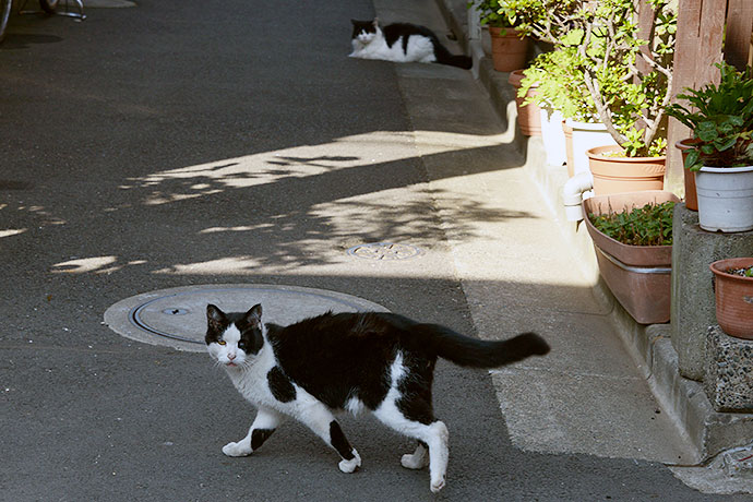 街のねこたち