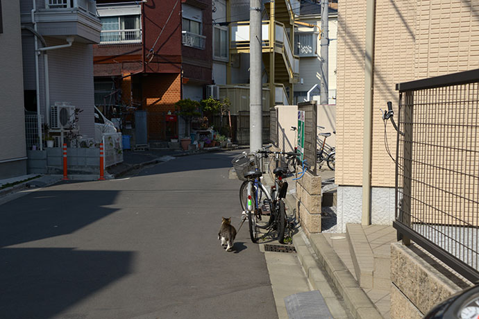 街のねこたち