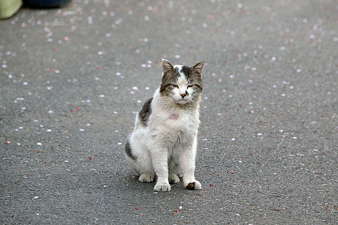 街のねこたち