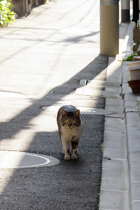 街のねこたち