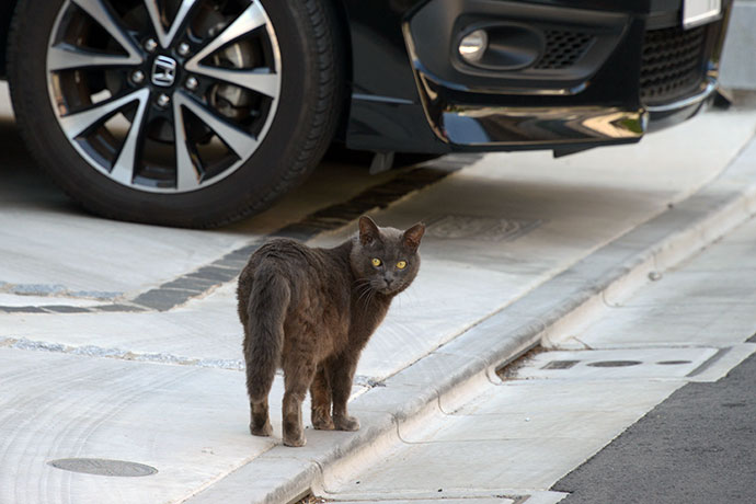 街のねこたち