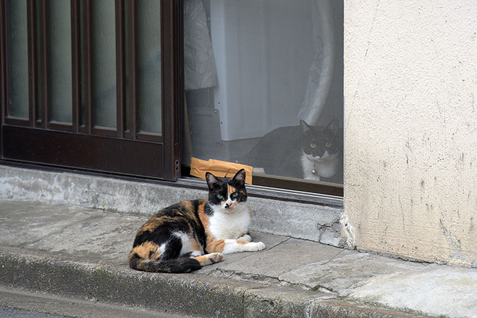 街のねこたち