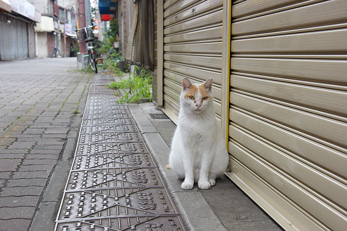 街のねこたち