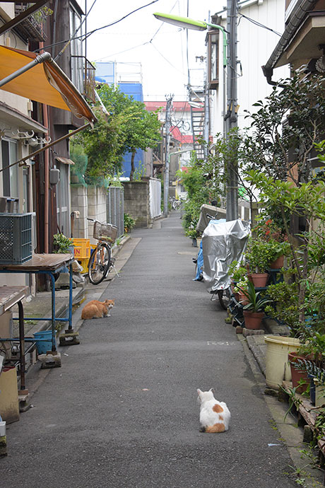 街のねこたち