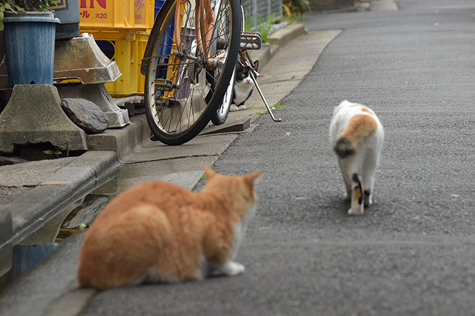 街のねこたち