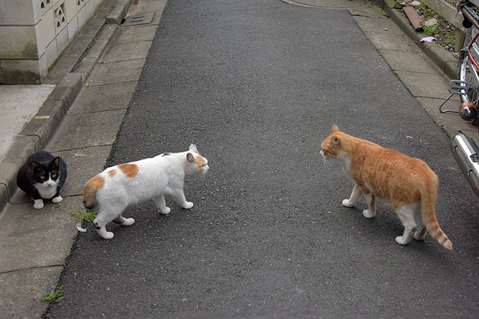 街のねこたち