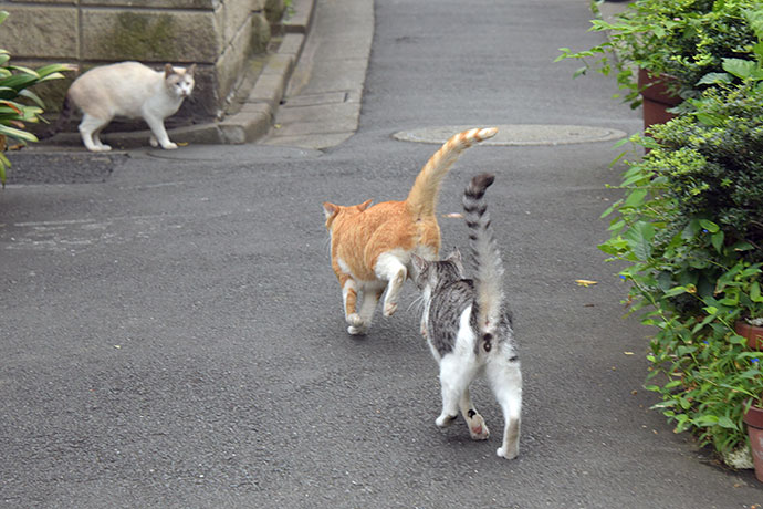 街のねこたち