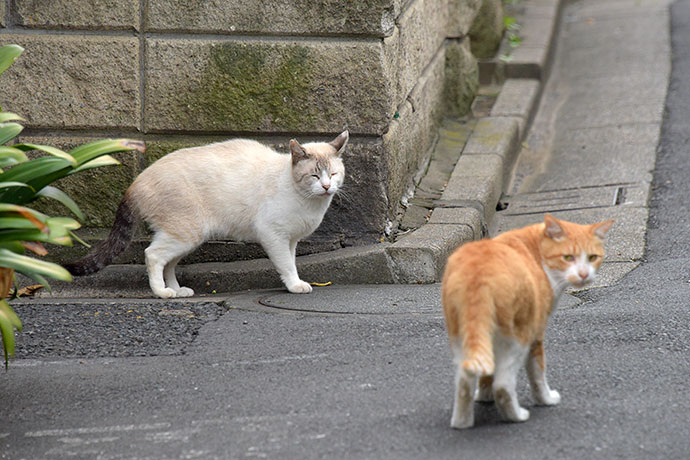 街のねこたち