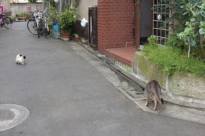 街のねこたち