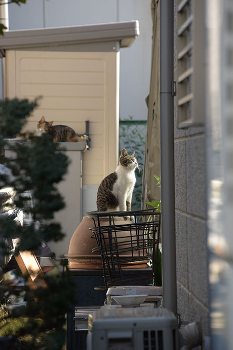 街のねこたち