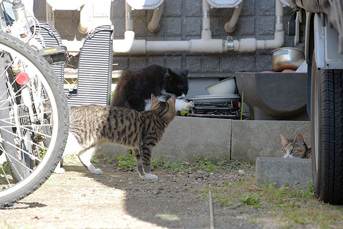 街のねこたち
