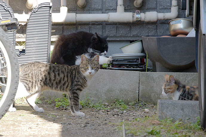 街のねこたち
