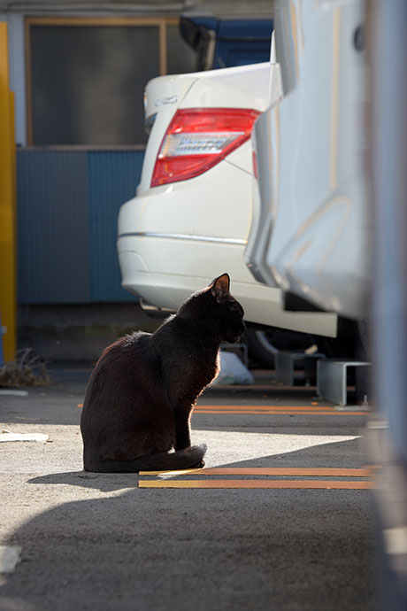 街のねこたち