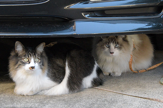 街のねこたち