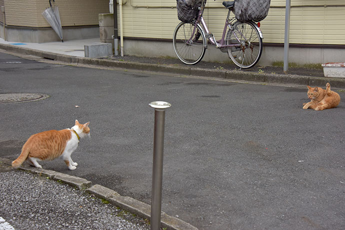 街のねこたち