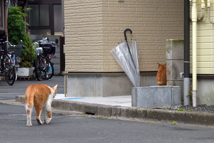 街のねこたち
