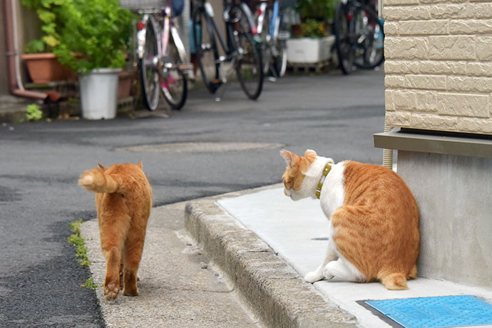 街のねこたち