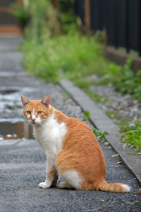 街のねこたち